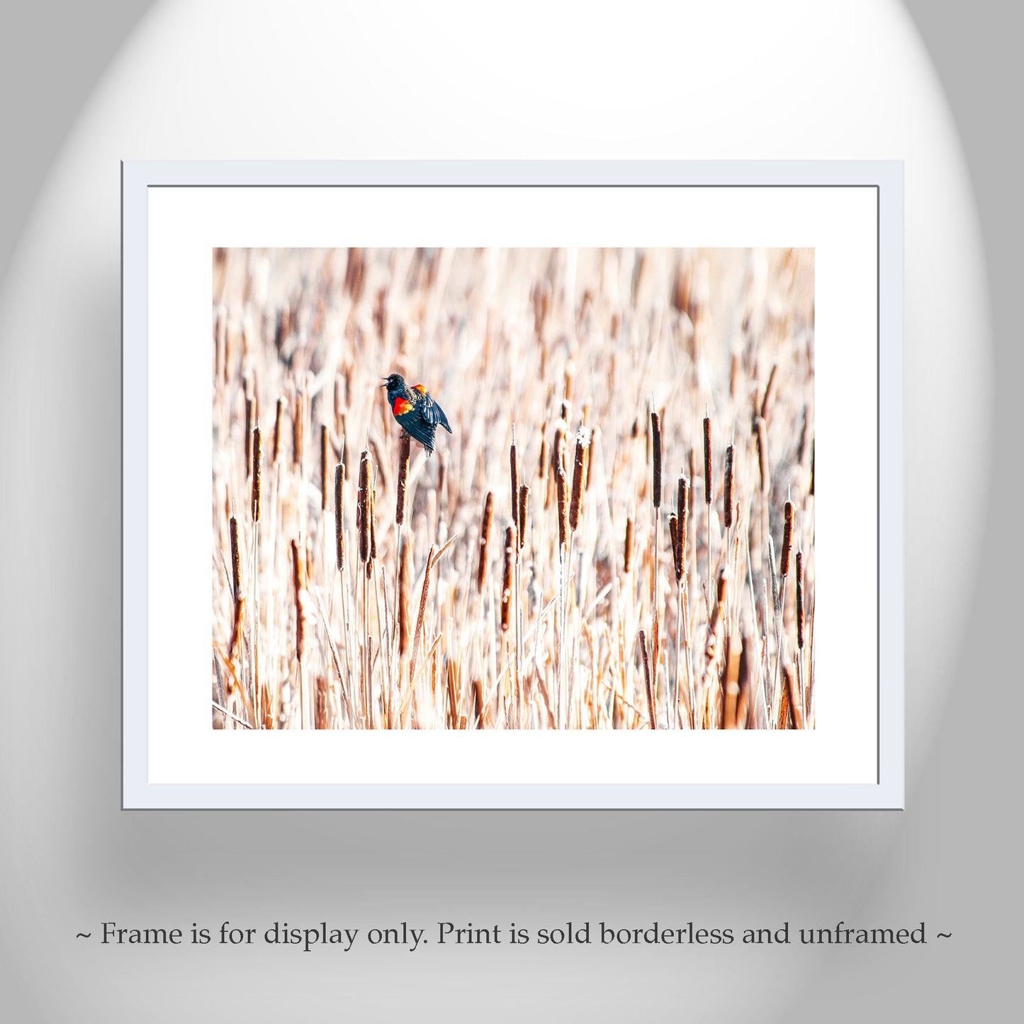 Red Winged Blackbird Wall Art with Cattails as Fine Art Nature Pic