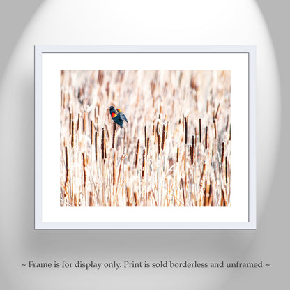 Red Winged Blackbird Wall Art with Cattails as Fine Art Nature Pic