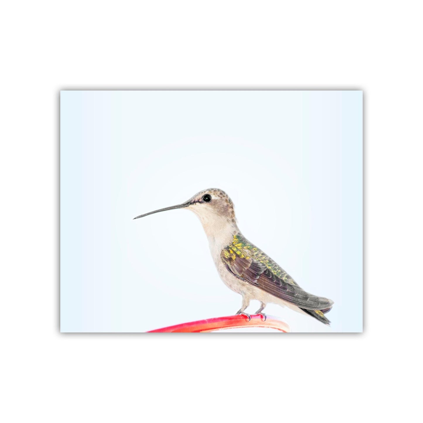 Hummingbird Art Fine Art Print as Serene Minimalist Wall Art