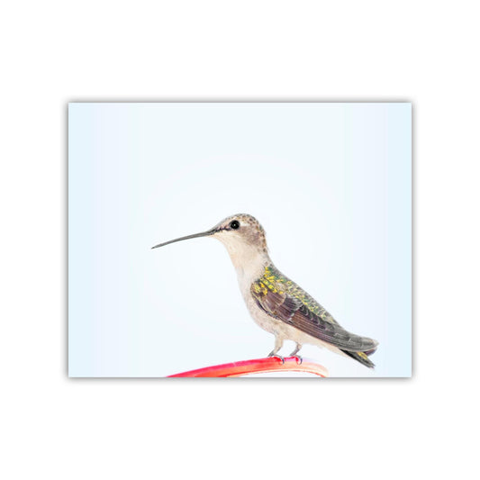 Hummingbird Art Fine Art Print as Serene Minimalist Wall Art