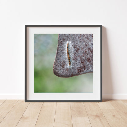 Caterpillar Art Set – 4 Nature Prints | Cute Nature Photos