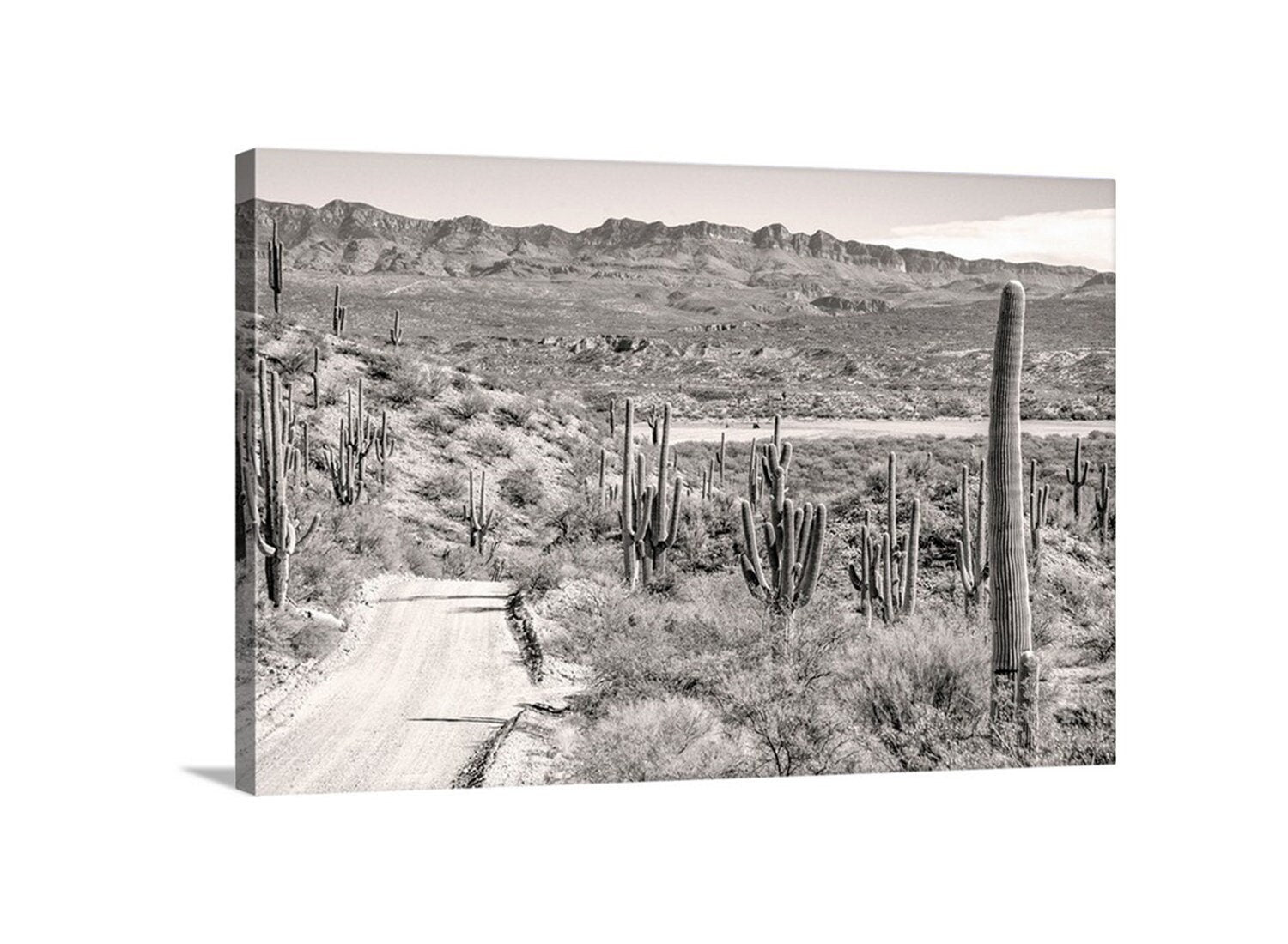 A black and white photograph depicting a dirt road winding through a desert landscape with towering cacti and mountains in the background. Tucson Arizona Print – Desert Road Trip Landscape Wall Art