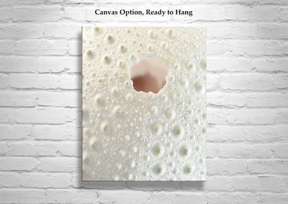 Sea Urchin Fine Art Print | Abstract Wall Decor for Bathroom