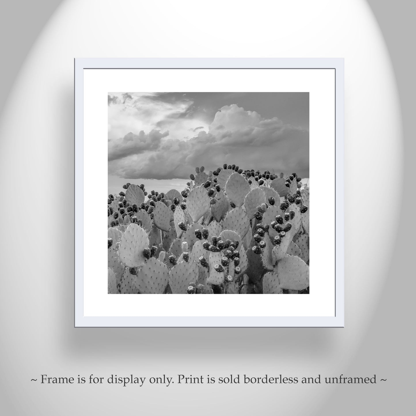 Cactus Art Print – Arizona Prickly Pear Photo in Black and White