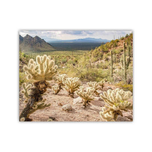 Southwestern Cholla Cactus Print | Tucson Desert Landscape Wall Art