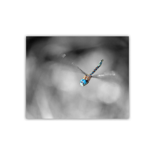 Flying Dragonfly Print | Black and White Insect Fine Art
