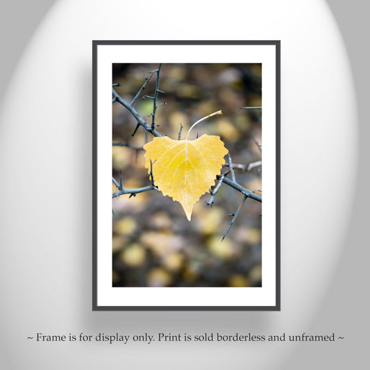 Autumn Cottonwood Leaf Wall Art | Arivaca Creek Arizona Abstract Nature