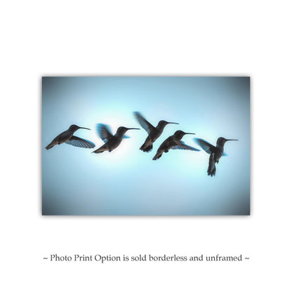 Bird Wall Decor with Hummingbird in Flight | Flying Bird Art Photography Print
