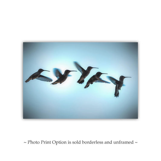 Bird Wall Decor with Hummingbird in Flight | Flying Bird Art Photography Print