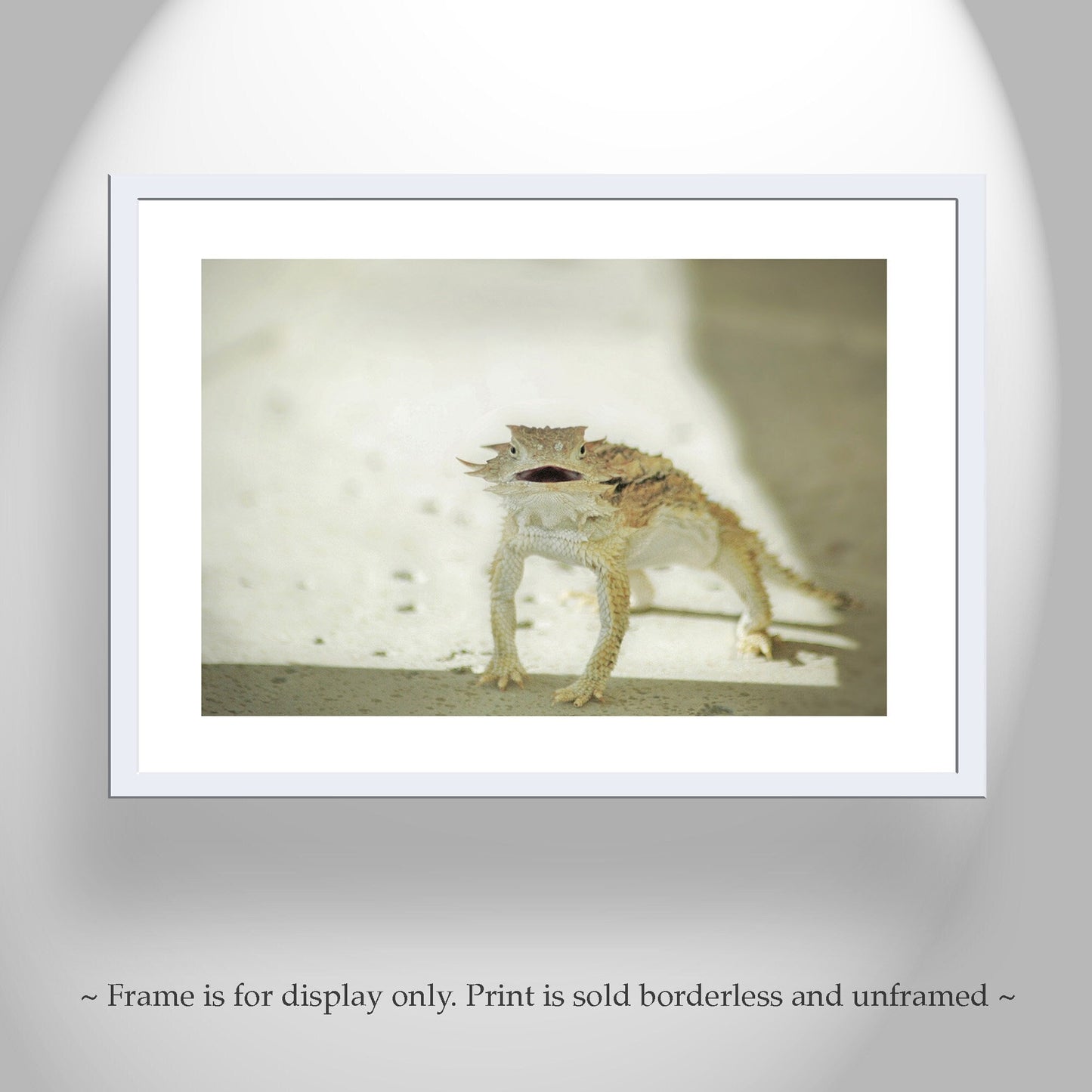 Horned Lizard Wall Art | Arizona Desert Reptile Wildlife Wall Decor