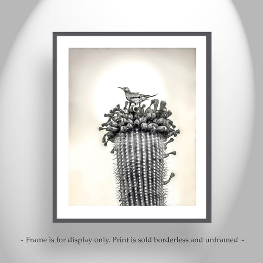 Desert Cactus Bird Artgraph | Southwestern Style Wall Art | Tucson