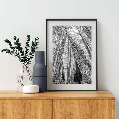 Santa Cruz Redwoods Wall Art – Big Basin Black and White Artwork