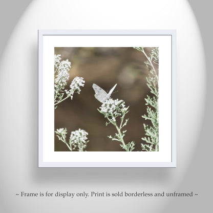 White Butterfly Photo – Peaceful Arizona Nature Wall Art