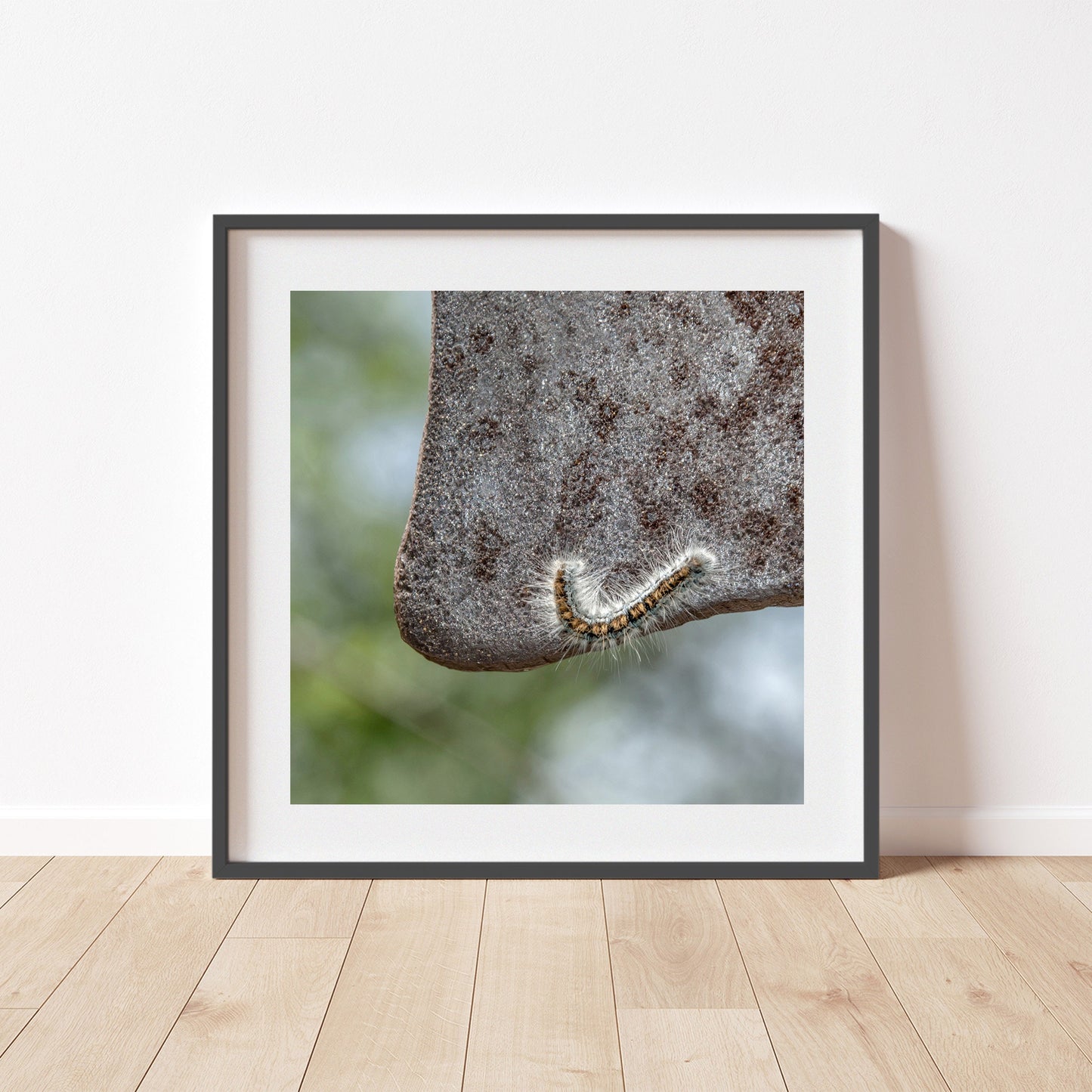 Caterpillar Art Set – 4 Nature Prints | Cute Nature Photos