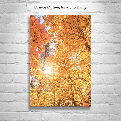Fall Forest Fine Artwork with Autumn Leaves in Santa Catalina Mountains