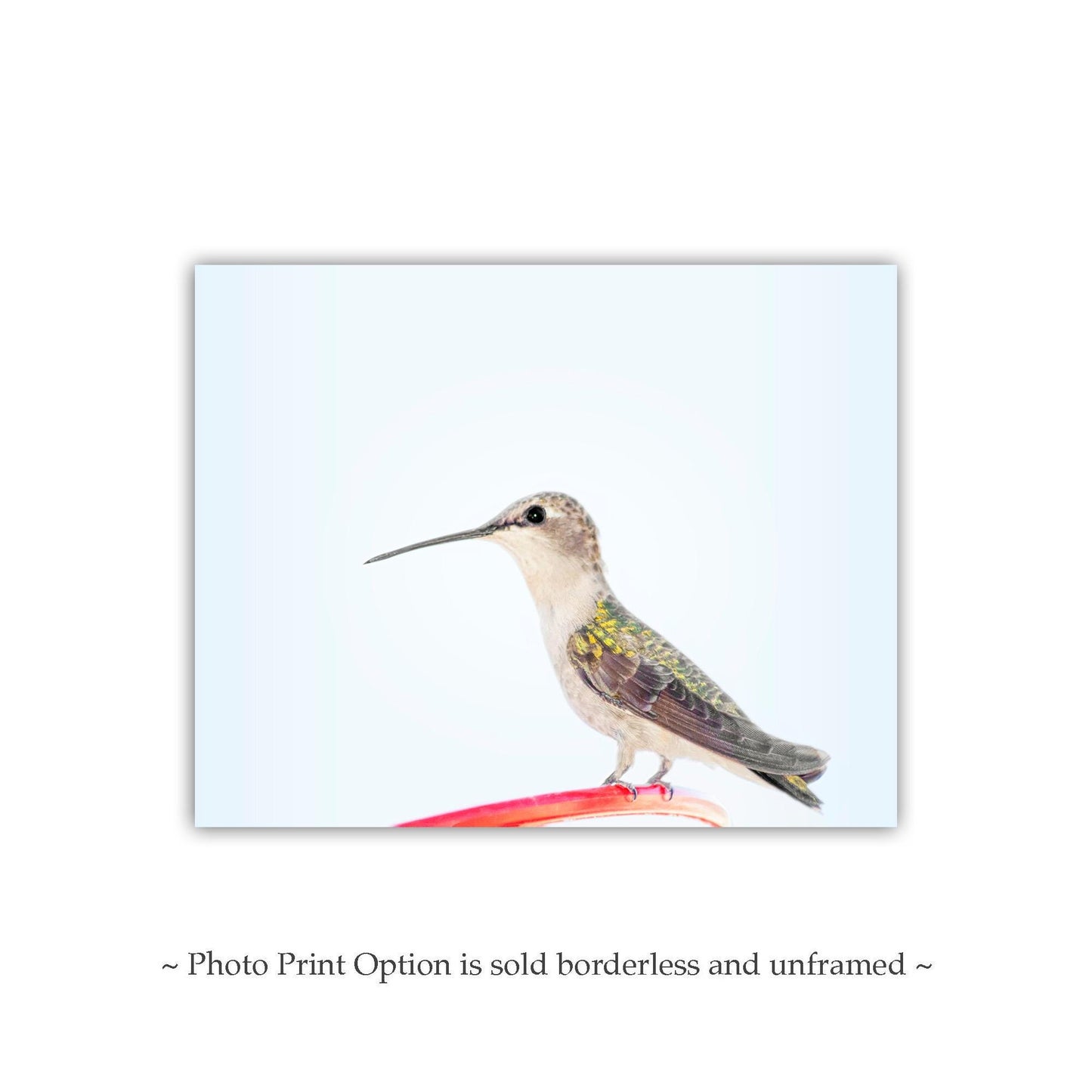 Hummingbird Art Fine Art Print as Serene Minimalist Wall Art