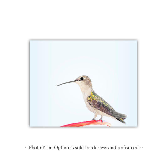 Hummingbird Art Fine Art Print as Serene Minimalist Wall Art