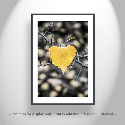 Autumn Cottonwood Leaf Art Print | Arivaca Arizona Fall Nature Photo