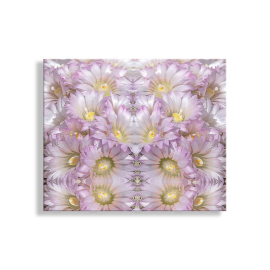 Kaleidoscope pattern of pink desert cactus flowers on a white background. Pink Cactus Flower Photograph |  Psychedelic Botanical Art in Kaleidoscope Style