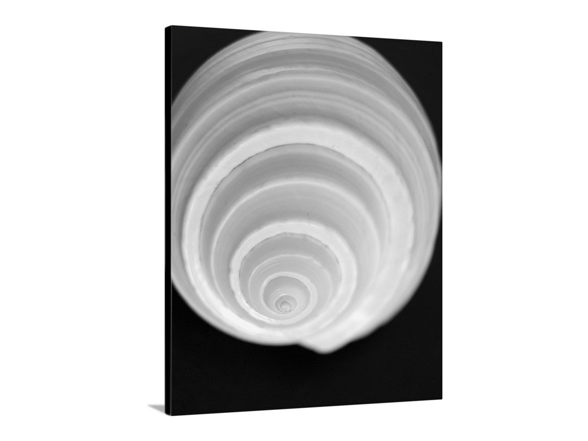 Black and white abstract spiral design on a white background. Bathroom Wall Art with Seashell in Black & White on Framed Canvas