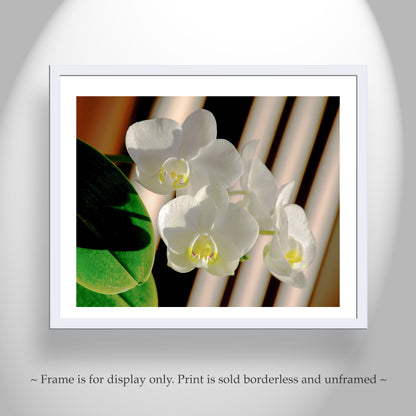 White Orchid Fine Art Print – Abstract Floral Photography