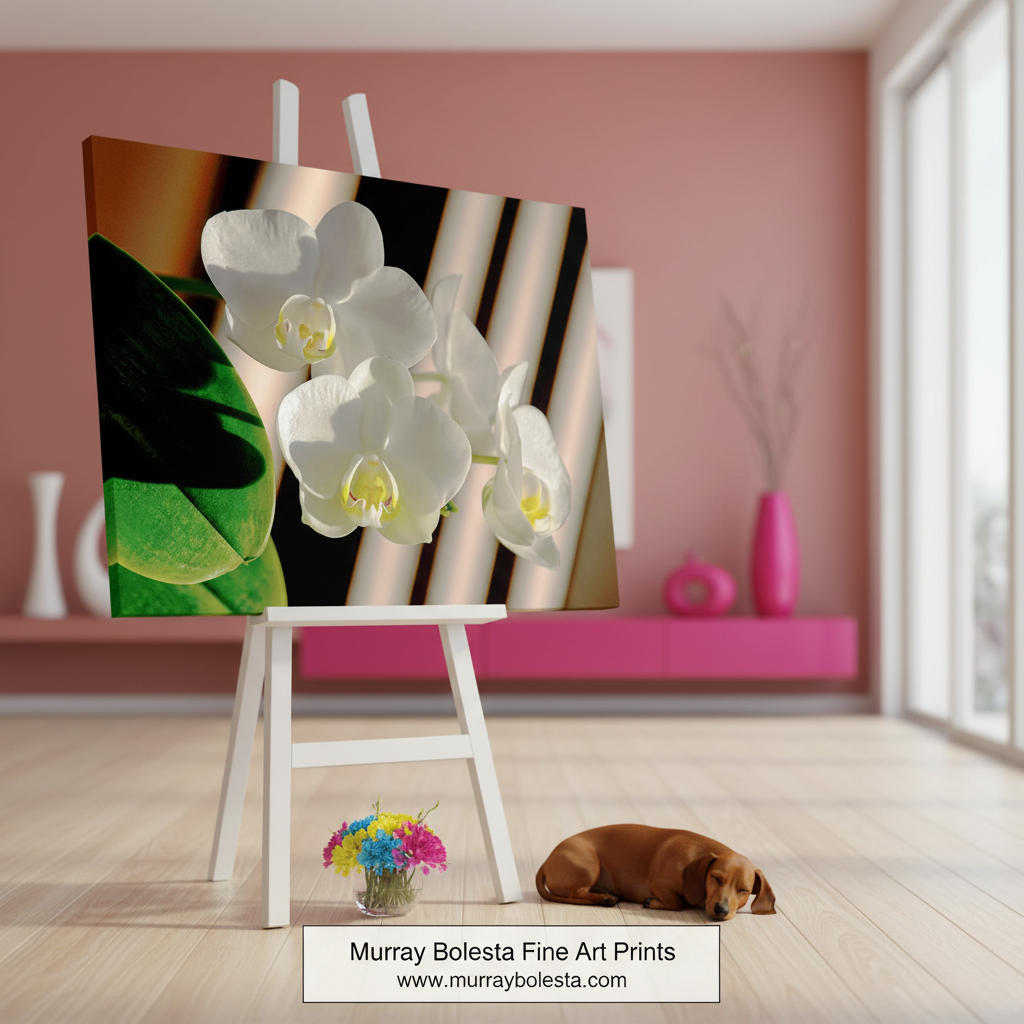 White orchids with green leaves on a striped background. Orchid Flower Art Photography with Framed Canvas by Murray Bolesta