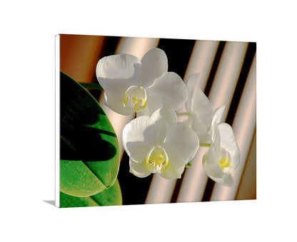 White orchids with green leaves on a striped background. Orchid Flower Art Photography with Framed Canvas Option