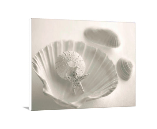 White shell with sand inside on a white background. Sea Urchin Seashell Photo as Bathroom Wall Art in Ivory Color