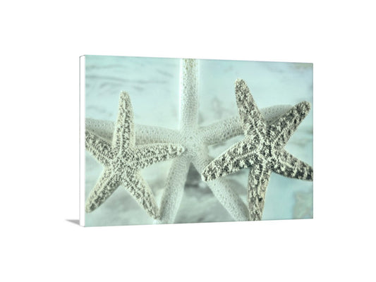 Two starfish on a light blue background. Starfish Wall Decor for Home or Bathroom by Murray Bolesta!