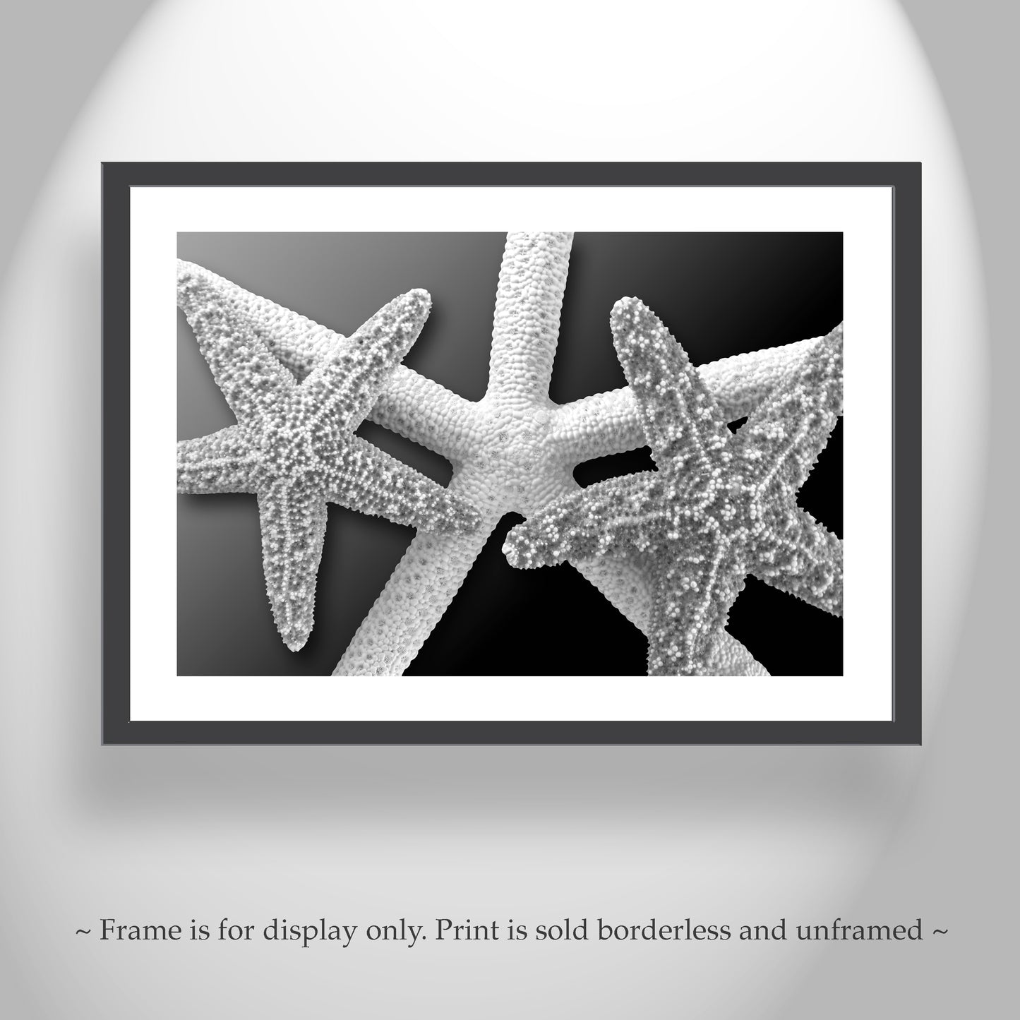 Sea Star Wall Art as Bold Black and White Home Decor