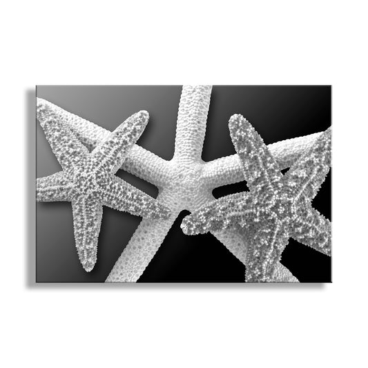 Black and white starfish on a black background. Sea Star Wall Art as Bold Black and White Home Decor
