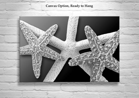 Sea Star Wall Art as Bold Black and White Home Decor