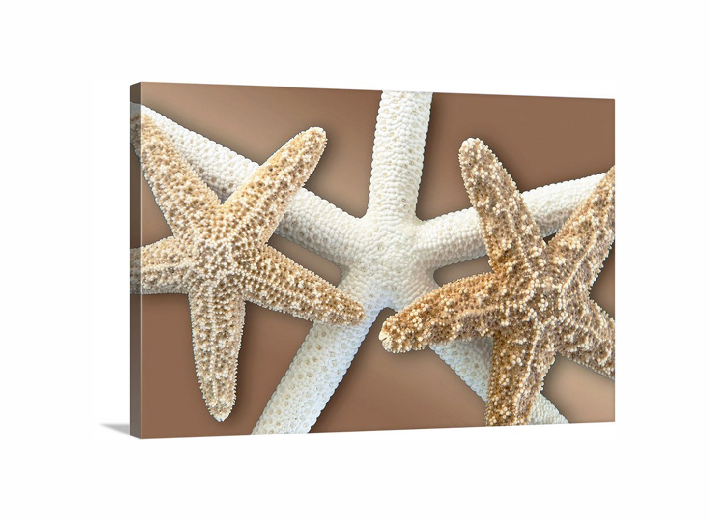 Starfish Wall Decor for Bath on Framed Canvas in Beige & Gold