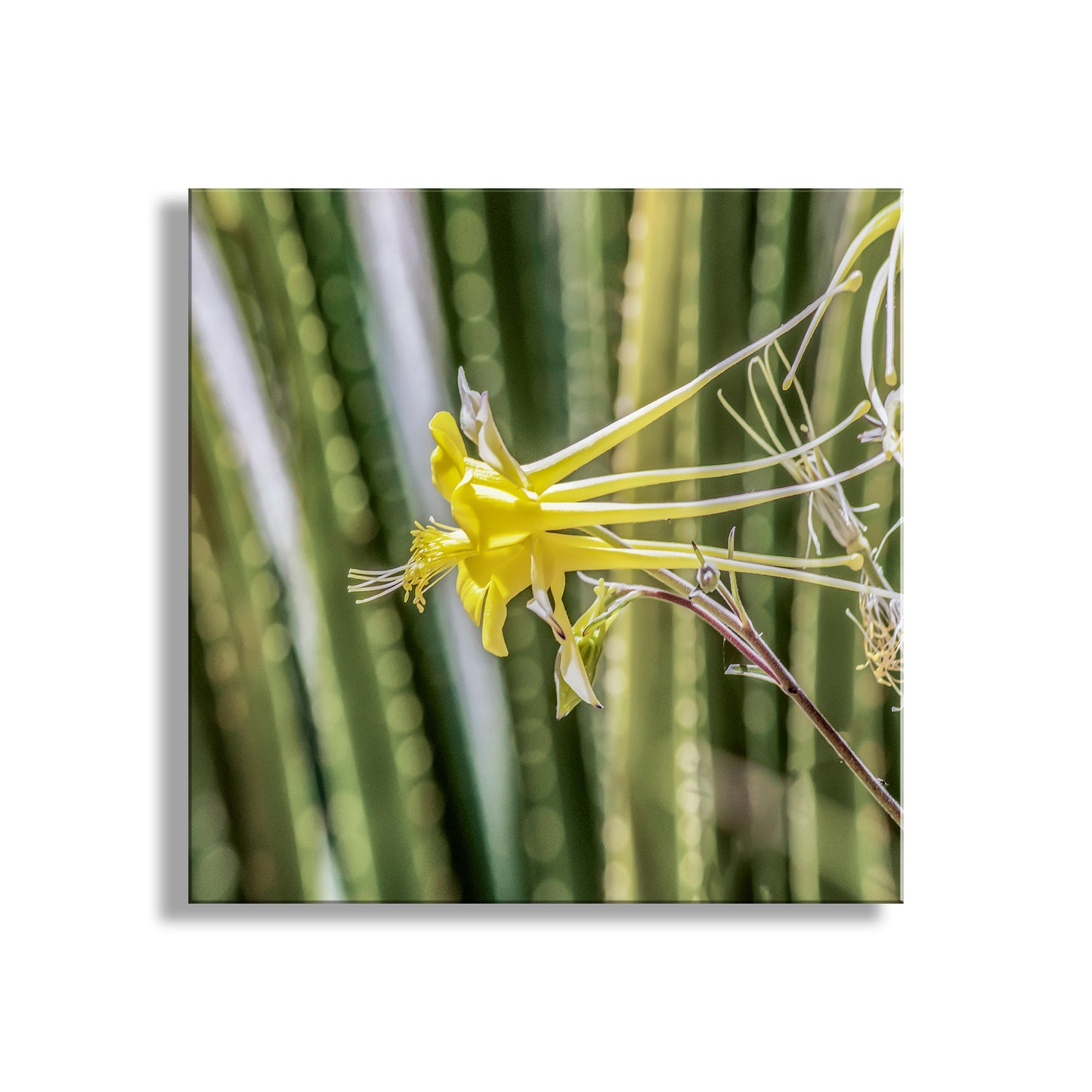 Yellow flower with green cactus in the background. Green Agave Nature Photography with Yellow Columbine Wildflower