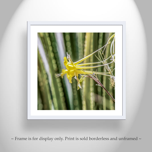 Green Agave Nature Photo Art with Yellow Columbine Wildflower