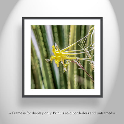 Green Agave Nature Photo Art with Yellow Columbine Wildflower
