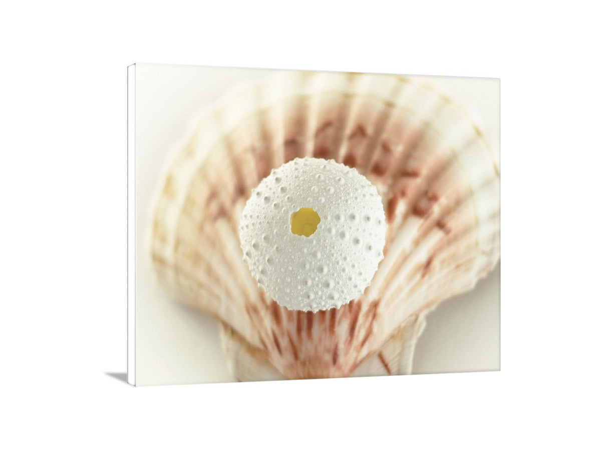 Close-up of a shell with a white sphere inside on a light background. Sea Urchin and Seashell Beach Themed Wall Art for Home or Bath in Ivory