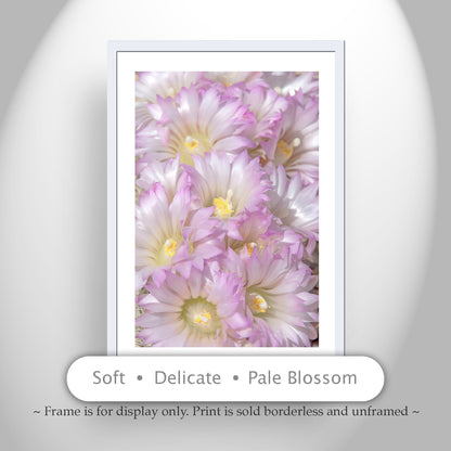 Cactus Flower Print in Pale Pink Pastel - Fine Art Photography