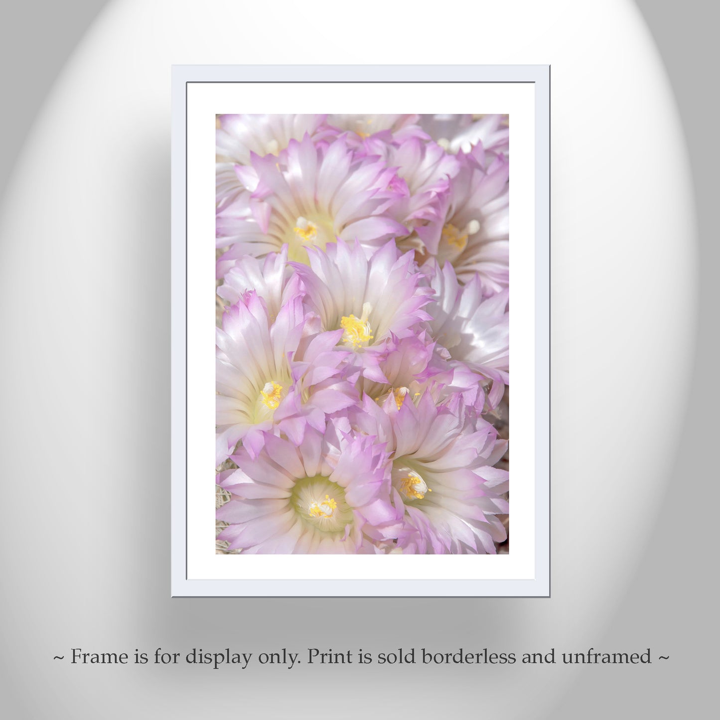Cactus Flower Print in Pale Pink Pastel - Fine Art Photography