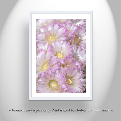 Cactus Flower Print in Pale Pink Pastel - Fine Art Photography