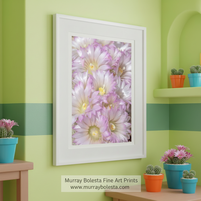 Close-up of pink flowers with a white background. Cactus Flower Photograph in Pale Pink Pastel by Murray Bolesta