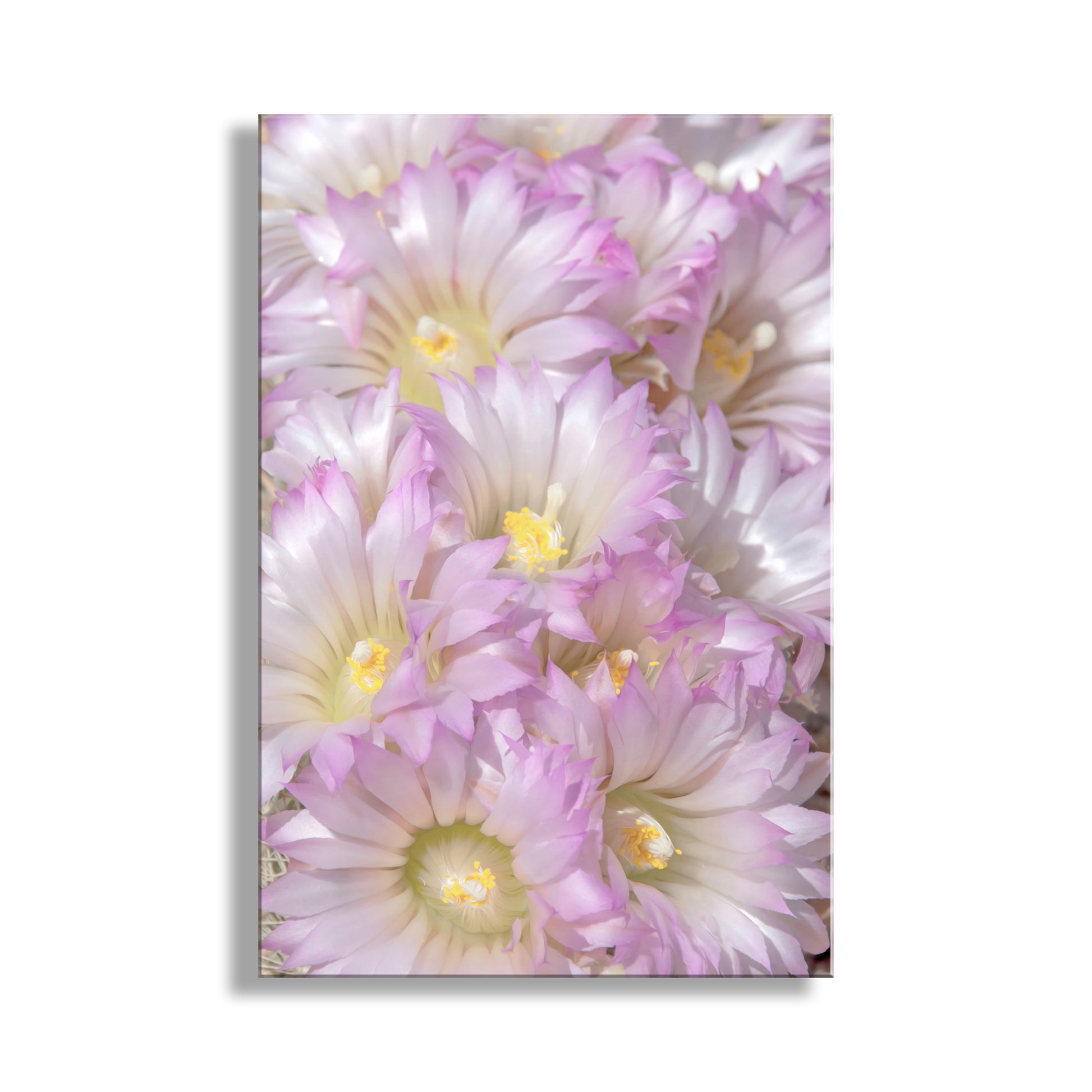 Close-up of pink flowers with a white background. Cactus Flower Photograph in Pale Pink Pastel
