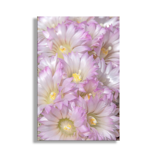 Close-up of pink flowers with a white background. Cactus Flower Photograph in Pale Pink Pastel