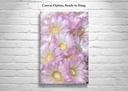 Cactus Flower Print in Pale Pink Pastel - Fine Art Photography