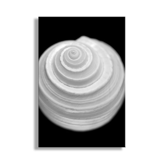 Black and white spiral shell design on a black background. Bathroom Wall Art with Seashell in Bold Black and White