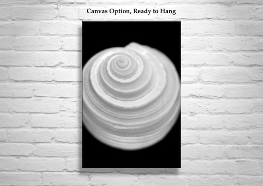 Bathroom Wall Art with Seashell in Bold Black and White