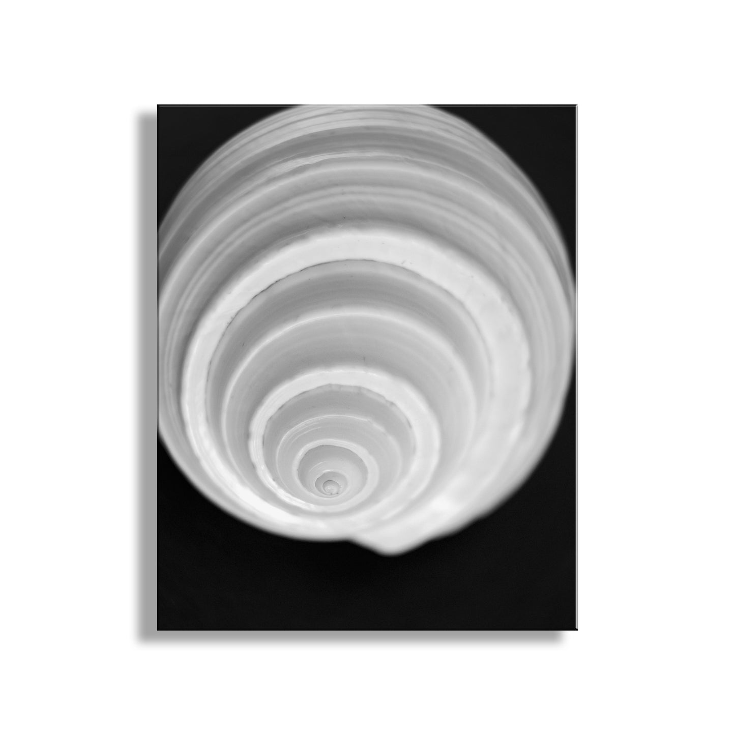 Bathroom Wall Art with Seashell in Black & White on Framed Canvas