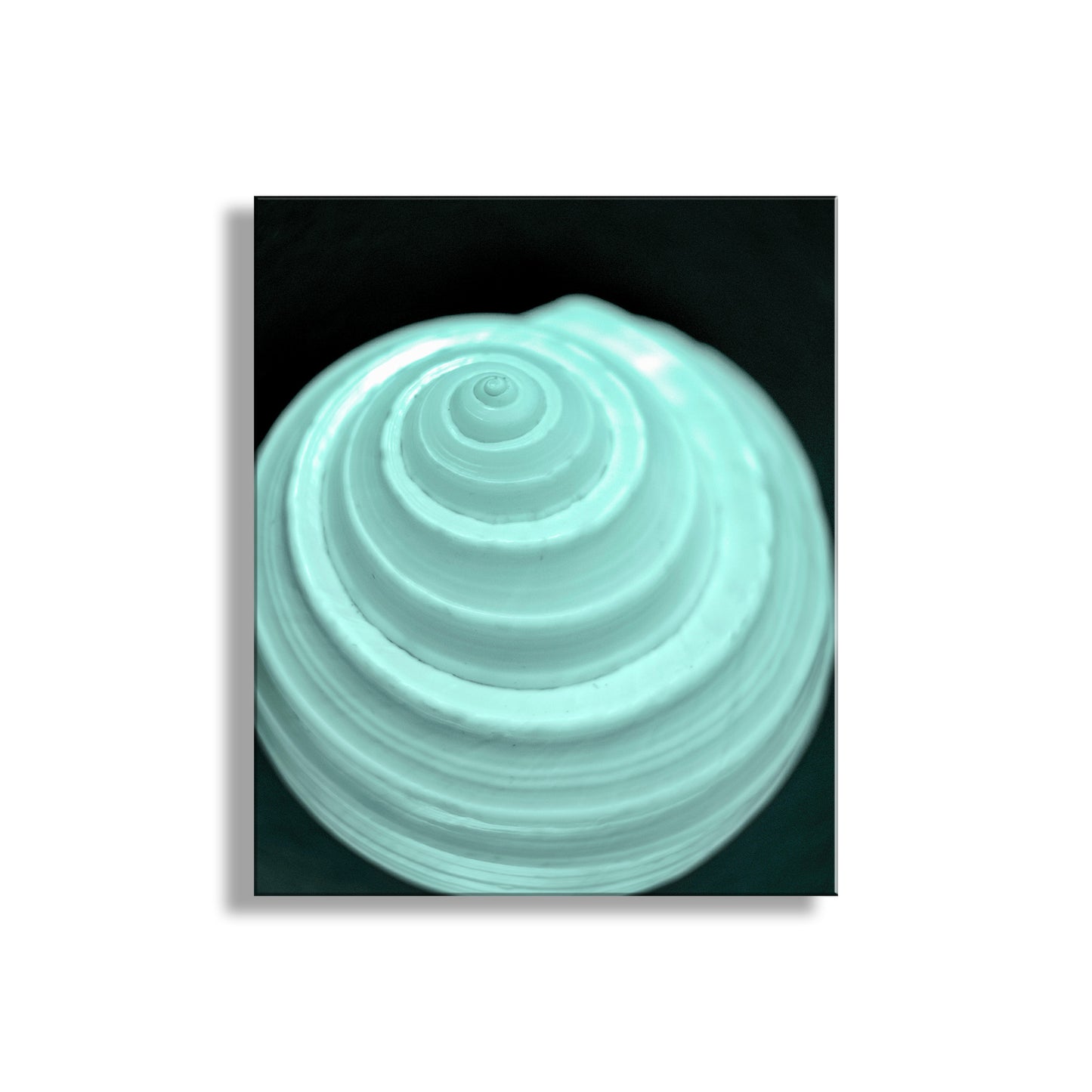 Turquoise ceramic plate with concentric circular design on a black background. Minimalist Still Life Wall Art with Seashell in Pale Blue