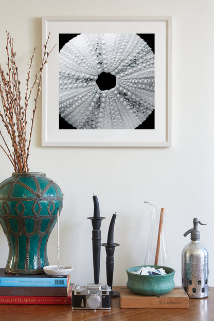 Black & White Seashell Photo Print with Sea Urchin | Abstract Nature Wall Decor