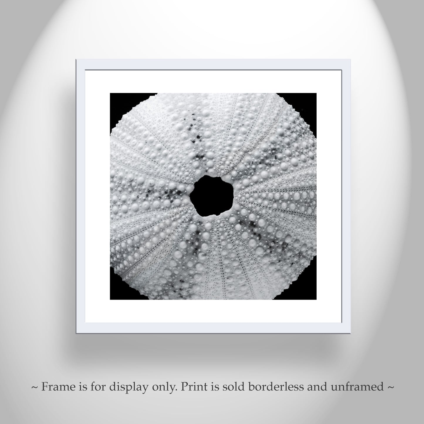 Black & White Seashell Photo Print with Sea Urchin | Abstract Nature Wall Decor